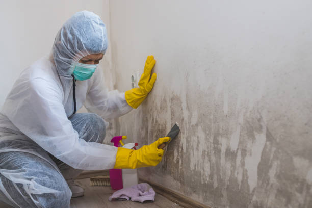 Best DIY Mold Remediation Support Services in Laurel Lake, NJ