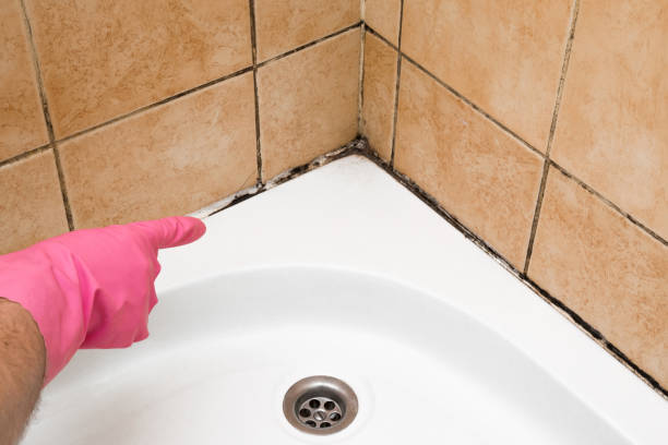 Best White Mold Remediation in Laurel Lake, NJ
